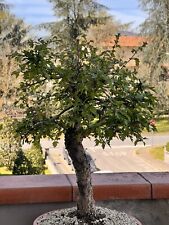 Pre bonsai biancospino usato  Vaglia