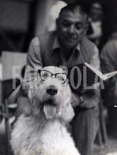 Vintage animali milano usato  Roma