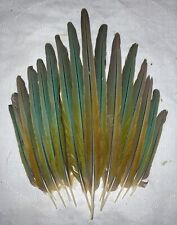 Redfronted macaw tail for sale  Wadmalaw Island