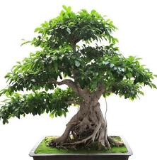 Ficus benghalensis tree for sale  Shipping to Ireland