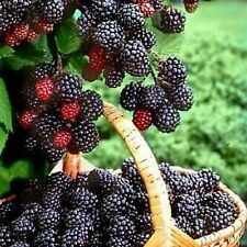 Vancouver Island Chester Blackberry Plant -20 Seeds-Canada #1 Giant Blackberries, używany na sprzedaż  Wysyłka do Poland