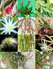 RHIPSALIS MIX rare night blooming plant exotic cactus flower succulents 20 seeds for sale  Shipping to South Africa