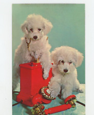 Vintage dog postcard for sale  Tonawanda