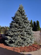 25 trees blue spruce for sale  Manistee