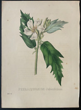 19th century botanical for sale  Houston