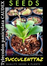  Tylecodon paniculata BUTTER TREE 10 x Seeds CAUDEX SUCCULENT TRACKING No POST for sale  Shipping to South Africa