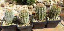 Echinocereus chloranthus frost for sale  Shipping to Ireland