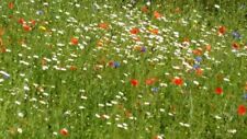 Wildflower meadow lux for sale  SALISBURY