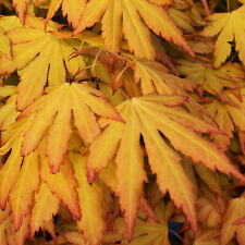 Acer palmatum orange for sale  UK