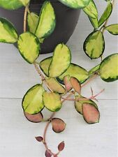 Variegated hoya australis for sale  Reseda