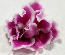 African violet amadeus for sale  Red Creek