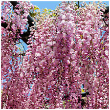 Wisteria floribunda rosea for sale  Shipping to Ireland