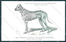 Cartolina animali cane usato  Italia
