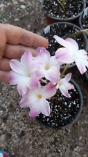 Zephyranthes labuffarosa bulbi usato  Bisceglie