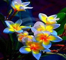 Plumeria seeds garden for sale  SURBITON