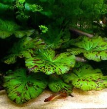 Green nymphaea lotus for sale  GLASGOW