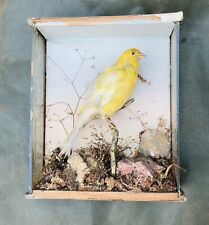Antique taxidermy canary for sale  ELLESMERE PORT