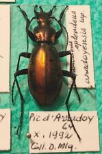 Carabidae chrysocarabus splend d'occasion  Paris XI