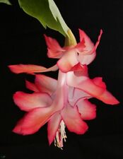 Schlumbergera x reginae ´Spanish Dancer´ for sale  Shipping to South Africa