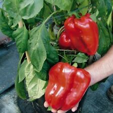 Giant bell pepper for sale  EDINBURGH