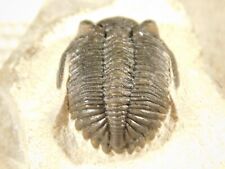 Hollardops trilobite fossil for sale  Salt Lake City