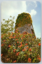 Postal De Colección~ Antiguo Molino de Azúcar Floreciente Árbol Frangipani~ Barbados, Indias Occidentales segunda mano  Embacar hacia Argentina