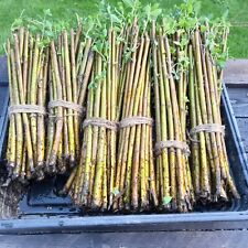 Willow cuttings flanders for sale  COALVILLE