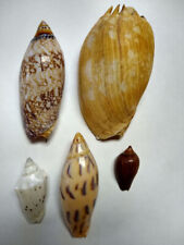 Used, 5 Specimen Voluta Sea Shells Amoria maculata, Melo miltonis, Cymbiola pulchra for sale  Shipping to South Africa