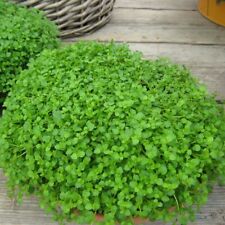 Herb mint mini for sale  WITHAM