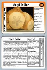 Sand dollar 7.12 for sale  SLEAFORD