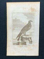 1812 antique bird for sale  CARRICKFERGUS