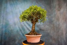Willow leaf ficus for sale  North Fort Myers