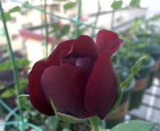 Rose flower seeds for sale  Goldsboro