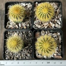 1256. Uebelmannia eriocactoides, 4pcs.   (grafted) for sale  Shipping to South Africa