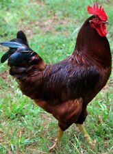 Rhode island red for sale  Nicholls