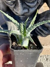 Aloe humilis small for sale  Phoenix