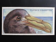 .34 giant petrel for sale  UK