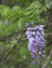 American wisteria 8 for sale  Allentown