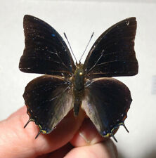 CHARAXES ETHALION ETHALION*****male****South Africa(papered,not pinned) for sale  Shipping to South Africa