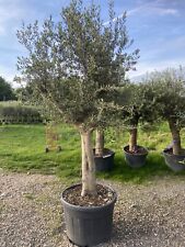 Olive trees extra for sale  SWANLEY