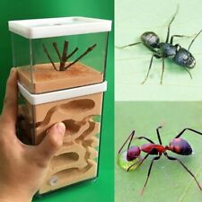 Ant observation box for sale  COALVILLE