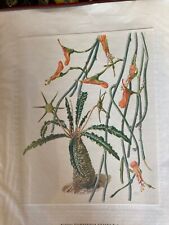 Antike Plakat A3 Kaktus Pflanze Grasse Dorstenia Crispa Pedilanthus Macrocarpu for sale  Shipping to South Africa