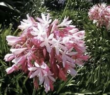 New pink agapanthus for sale  LINCOLN