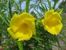 Thevetia peruviana gelb gebraucht kaufen  Nürnberg