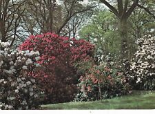 Bedgebury pinetum rhododendron for sale  ROCHESTER