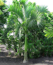 Carpoxylon macrospermum palm for sale  Miami