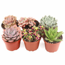 Valentine succulent pack for sale  Lake Forest