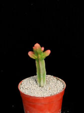 Crassula pyramidalis for sale  Shipping to Ireland