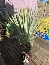 rostrata yucca for sale  WORCESTER