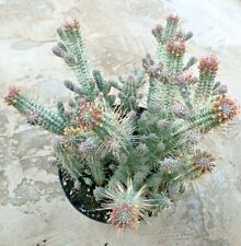Euphorbia mammillaris variegat for sale  San Marcos